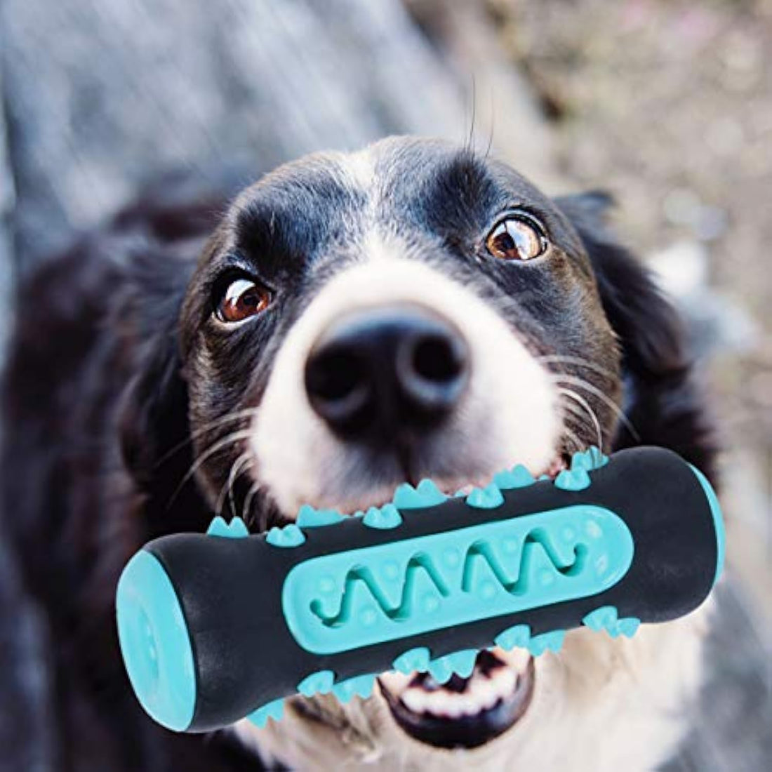 Best Toys to Reduce Dog Separation Anxiety Fast